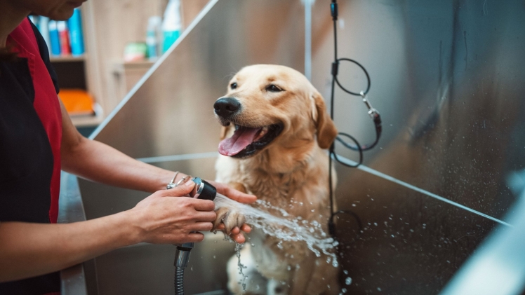 How Can a Dog Wash Franchise Help Your Pet?