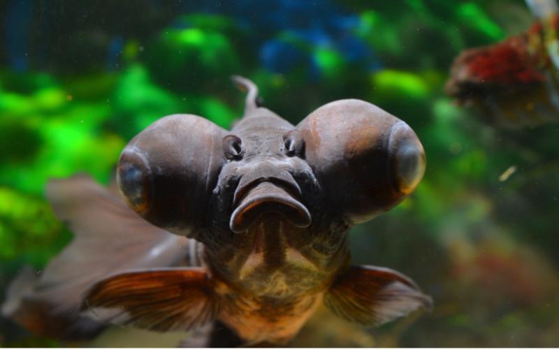 Mysterious World of Black Goldfish: Unveiling the Secrets of These Dark Beauties