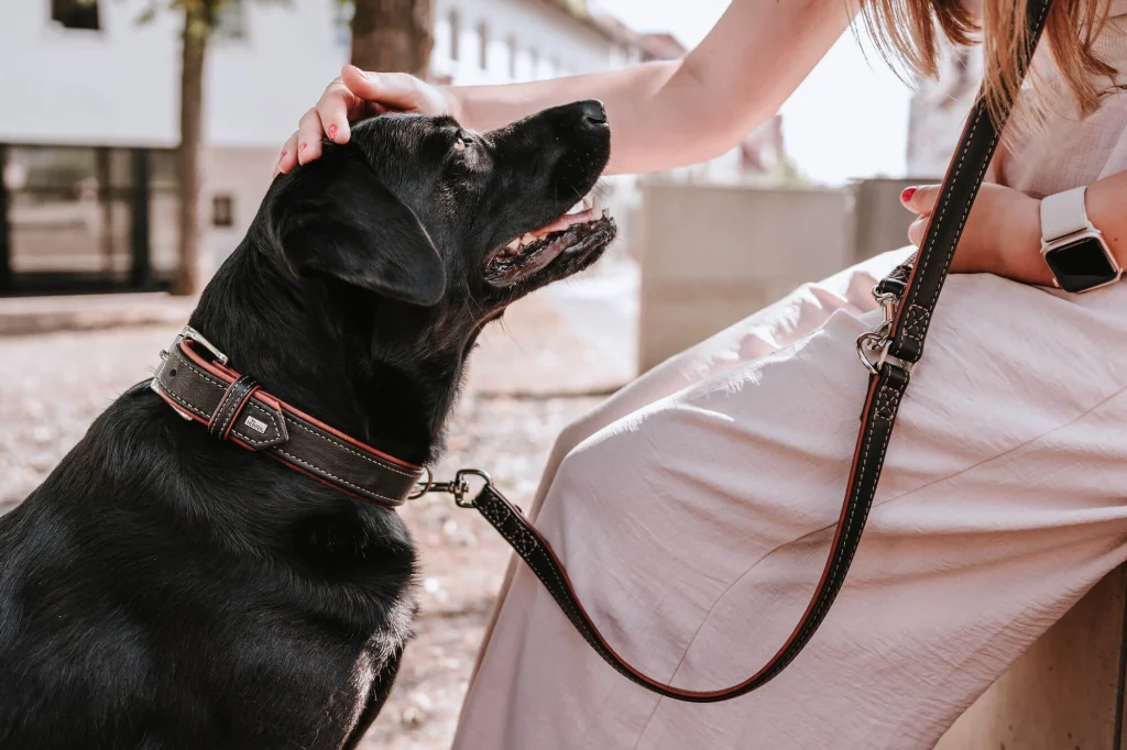 The Rise of Leather Dog Collars: Why Pet Owners Are Choosing Quality and Style