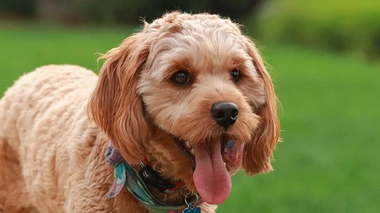 Top 5 Reasons Golden Doodles Make Great Family Pets