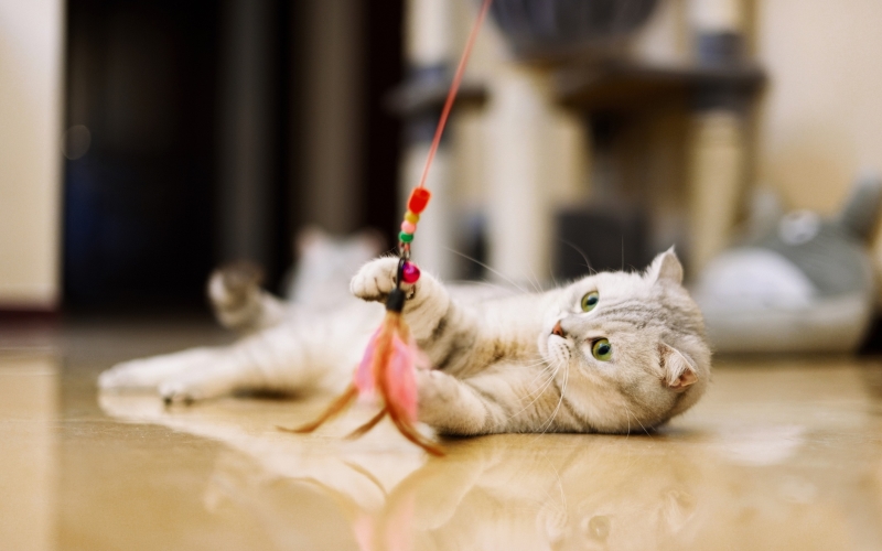 Best Cat Toys for Kids: Ideas that are fun, do it yourself, and educational.